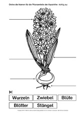 Hyazinthe-Bezeichnungen.pdf